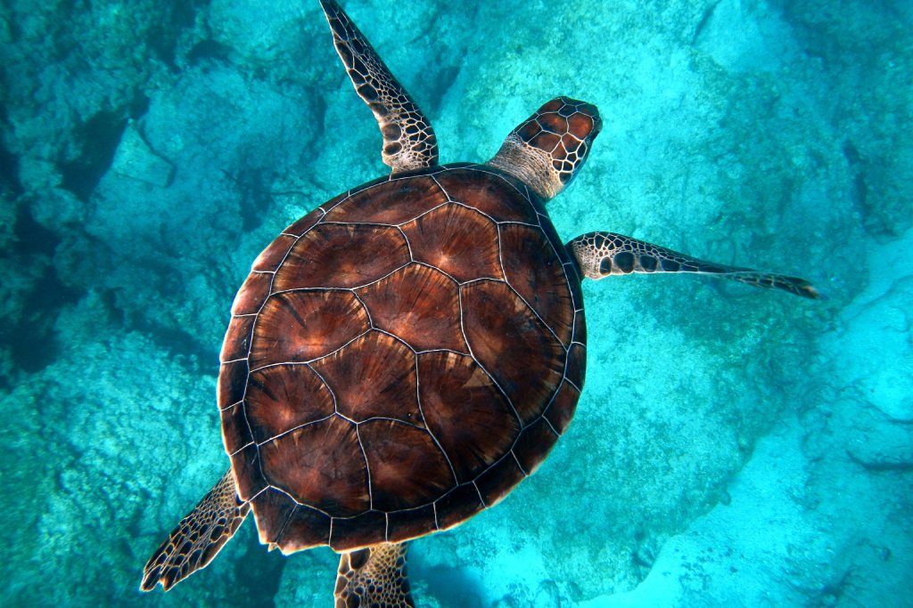 schildpad in de zee